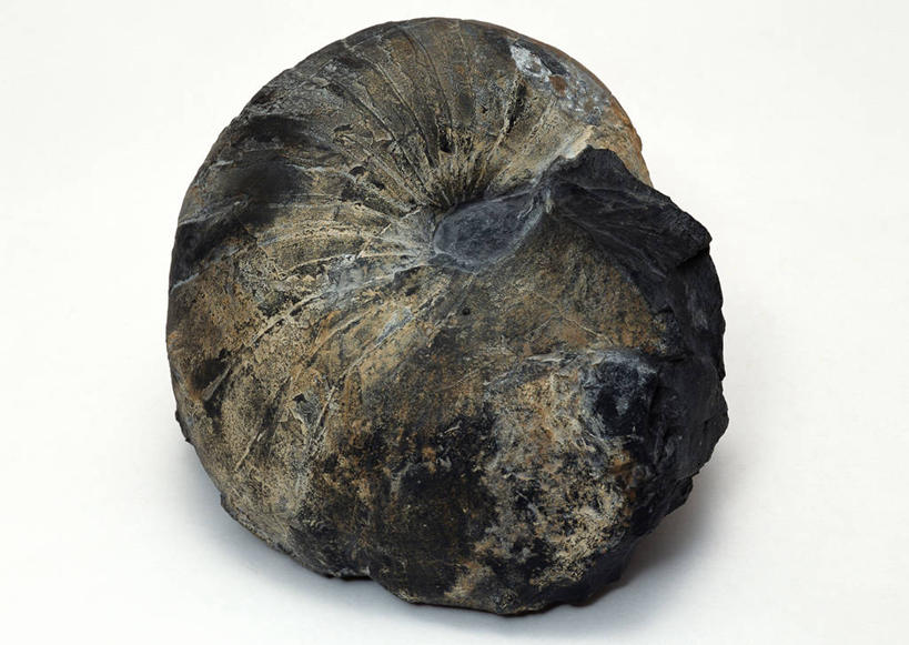 无人,横图,俯视,室内,特写,白天,白色背景,石头,桌子,静物,一块,阴影,遗迹,反射,纹路,化石,石子,纹理,鹦鹉螺,影子,海螺,海洋生物,摄影,影棚,软体动物,峨螺,水生动物,水生物,海底动物,肌理,遗体,古生物,石块,岩石,彩图,高角度拍摄,影棚拍摄,拍摄