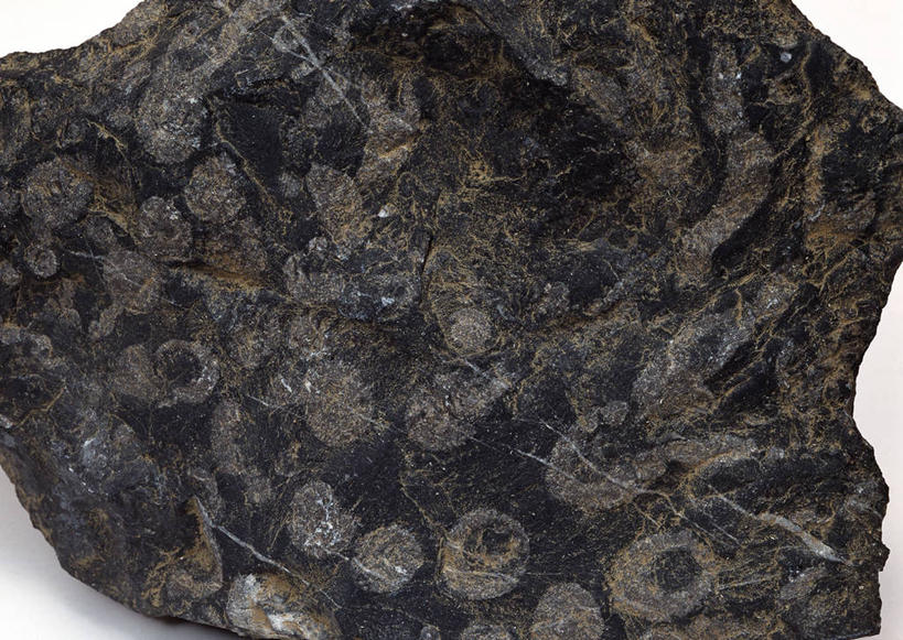 无人,横图,俯视,室内,特写,白天,白色背景,石头,桌子,静物,一块,阴影,遗迹,反射,纹路,化石,石子,纹理,影子,海洋生物,无脊椎动物,黑色,摄影,影棚,腔肠动物,肌理,珊瑚虫,遗体,古生物,石块,岩石,彩图,高角度拍摄,影棚拍摄,拍摄