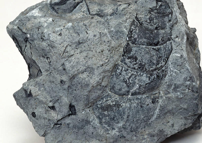 无人,横图,俯视,室内,特写,白天,白色背景,石头,桌子,静物,一块,阴影,遗迹,反射,纹路,化石,蜗牛,石子,纹理,影子,动物,摄影,影棚,软体动物,肌理,遗体,古生物,石块,岩石,彩图,高角度拍摄,影棚拍摄,拍摄