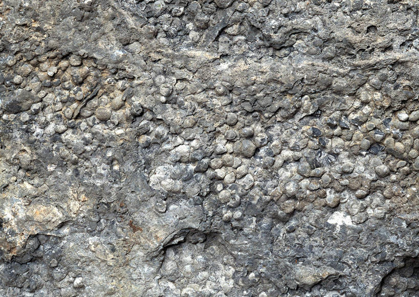 无人,横图,俯视,室内,特写,白天,石头,静物,一块,阴影,遗迹,反射,纹路,化石,石子,纹理,影子,海螺,海洋生物,摄影,影棚,软体动物,峨螺,水生动物,水生物,海底动物,肌理,遗体,古生物,石块,岩石,彩图,高角度拍摄,影棚拍摄,拍摄