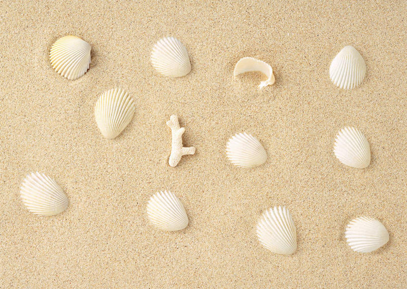 海鲜,无人,横图,俯视,室外,特写,白天,礁石,石头,美景,沙滩,一排,许多,整齐,并列,并排,沙子,珊瑚,石子,海岸,景观,沙地,很多,扇贝,珊瑚礁,水产,海洋生物,排列,自然,景色,海扇,队列,自然风光,水生动物,海产品,平行,水生物,海底动物,海底礁,海滩,礁,石块,岩石,彩图,高角度拍摄