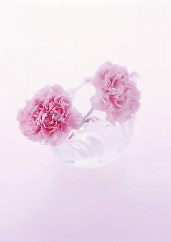 无人,竖图,室内,特写,白天,正面,热情,康乃馨,母亲节,粉色背景,节日,庆祝,盛开,祝福,花蕾,文化,花,花瓣,花朵,鲜花,两朵,粉色,花苞,花蕊,庆典,母爱,清纯,摄影,影棚,纪念,亲情,思念,宽容,热恋,真挚,荷兰石竹,大花石竹,狮头石竹,热心,麝香石竹,石竹,香石竹,彩图,影棚拍摄,拍摄,魅力