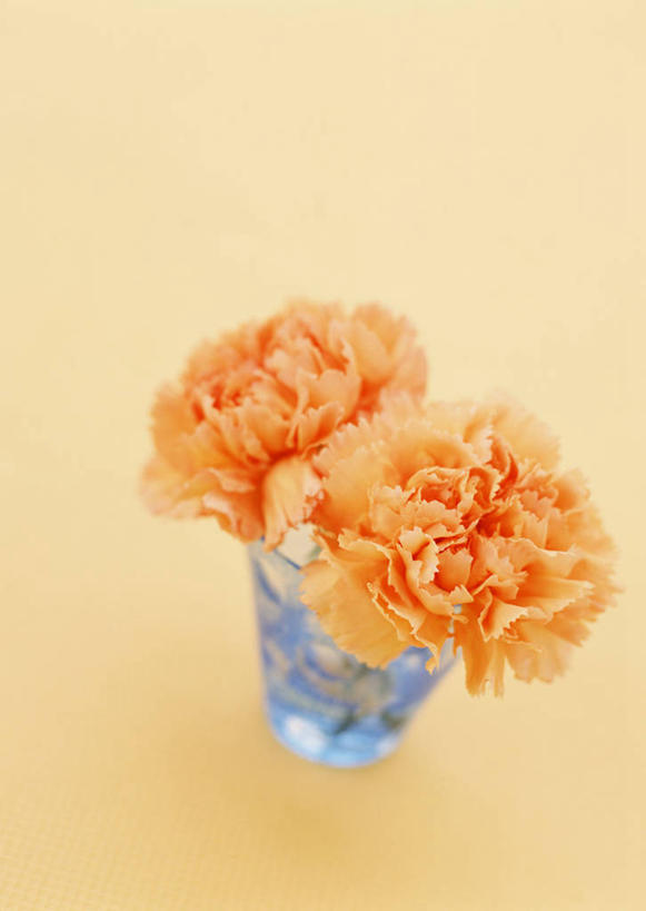 无人,竖图,俯视,室内,特写,白天,热情,康乃馨,花瓶,母亲节,阴影,黄色背景,节日,庆祝,盛开,反射,影子,祝福,花蕾,文化,玻璃制品,花,花瓣,花朵,鲜花,两朵,一个,玻璃瓶,瓶子,花苞,花蕊,庆典,橙色,母爱,清纯,摄影,影棚,单个,纪念,亲情,思念,宽容,热恋,真挚,荷兰石竹,大花石竹,狮头石竹,热心,麝香石竹,石竹,香石竹,彩图,高角度拍摄,影棚拍摄,拍摄,魅力