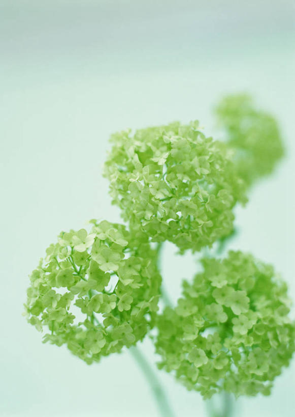 无人,竖图,室内,特写,白天,正面,植物,叶子,四朵,绿色背景,阴影,朦胧,模糊,盛开,反射,纹理,影子,绿叶,花蕾,花,花瓣,花朵,鲜花,绿色,花苞,花蕊,嫩叶,摄影,影棚,肌理,荚蒾,叶,叶片,叶脉,彩图,影棚拍摄,拍摄,红荚蒾,荚迷花,玛瑙果,五福花