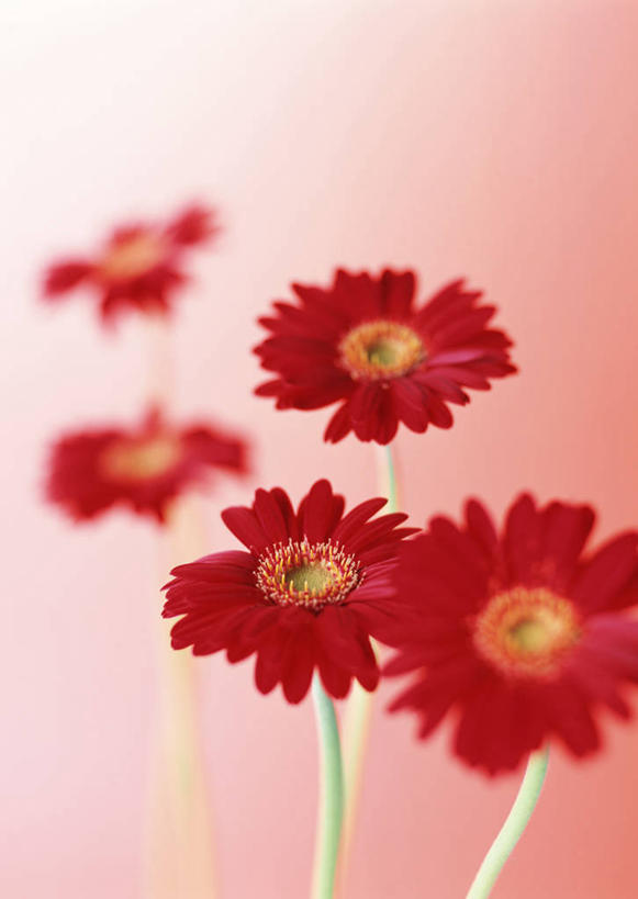 无人,竖图,俯视,室内,特写,白天,五朵,阴影,粉色背景,朦胧,模糊,盛开,反射,影子,非洲菊,花蕾,花,花瓣,花朵,鲜花,红色,花苞,花蕊,菊花,摄影,影棚,扶郎花,灯盏花,千日菊,彩图,高角度拍摄,影棚拍摄,拍摄