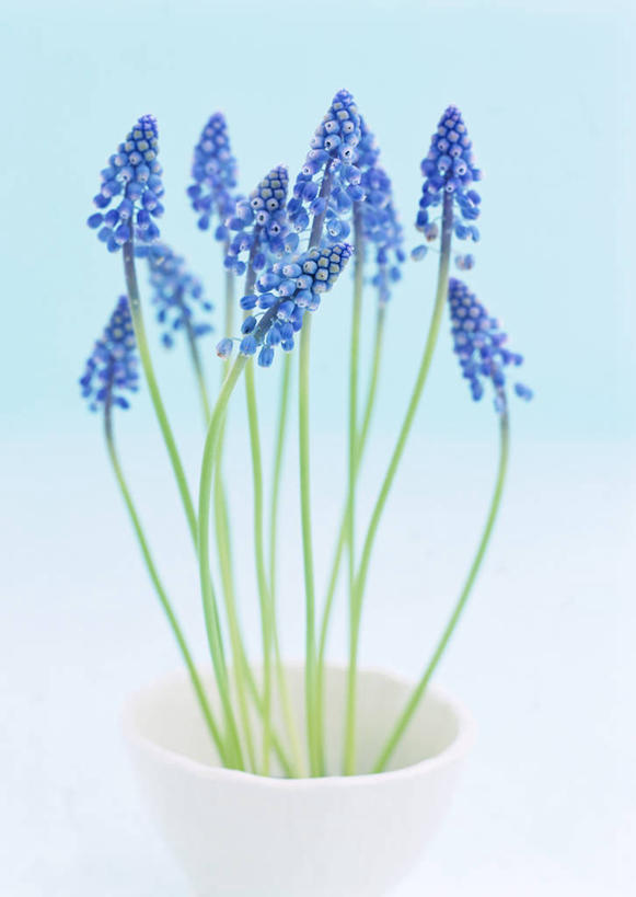 无人,竖图,室内,特写,白天,正面,爱情,植物,许多,阴影,盛开,反射,盆栽,影子,盆景,花蕾,花,花瓣,花朵,鲜花,绿色,紫色,自然,花苞,花蕊,摄影,影棚,生长,成长,悲伤,忧郁,蓝壶花,蓝瓶花,葡萄百合,葡萄风信子,葡萄麝香兰,葡萄水仙,妒忌,彩图,影棚拍摄,拍摄