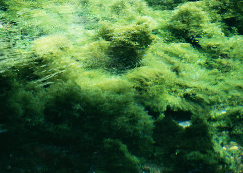 无人,横图,俯视,室外,特写,白天,河流,美景,水,日本,亚洲,阴影,清澈,透明,光线,影子,河水,景观,水流,青苔,苔藓,阳光,自然,景色,自然风光,东亚,日本国,九州本岛,九州,九州岛,九州地方,熊本,熊本县,通明,明澈,清彻,清亮,彩图,高角度拍摄