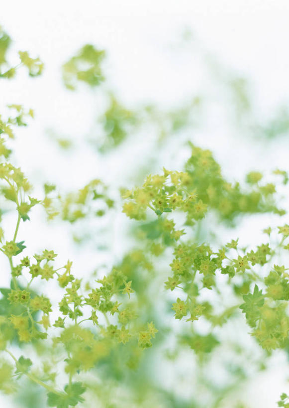 无人,竖图,室内,特写,白天,白色背景,正面,植物,叶子,阴影,朦胧,模糊,反射,影子,绿叶,羽衣草,草药,药草,中药,嫩叶,摄影,影棚,药材,中草药,中药材,本草,斗篷草,叶,叶片,彩图,影棚拍摄,拍摄