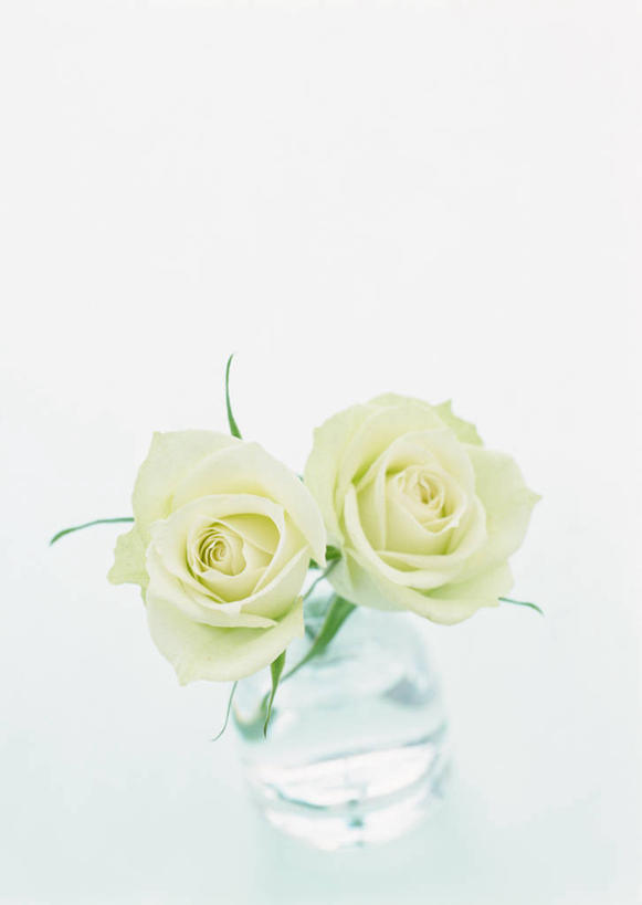 无人,竖图,俯视,室内,特写,白天,白色背景,爱情,幸福,纯洁,热情,水,玫瑰,花瓶,阴影,盛开,反射,液体,影子,水滴,玫瑰花,浪漫,花蕾,黄玫瑰,玻璃制品,花,花瓣,花朵,鲜花,两朵,黄色,玻璃瓶,瓶子,花苞,花蕊,温暖,温馨,恩爱,摄影,影棚,和睦,感动,尊敬,天真,刺玫花,徘徊花,彩图,高角度拍摄,影棚拍摄,拍摄,融洽