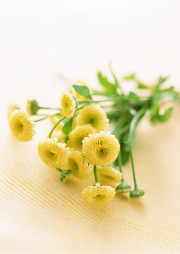 无人,竖图,室内,特写,白天,正面,叶子,许多,橙色背景,盛开,绿叶,花蕾,花,花瓣,花朵,鲜花,黄色,花苞,花蕊,嫩叶,菊花,摄影,小白菊,影棚,钮扣菊,叶,叶片,彩图,影棚拍摄,拍摄