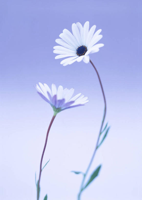 无人,竖图,室内,特写,白天,正面,阴影,紫色背景,盛开,反射,影子,花蕾,花,花瓣,花朵,鲜花,两朵,白色,花苞,花蕊,菊花,摄影,影棚,彩图,影棚拍摄,拍摄,白蓝菊