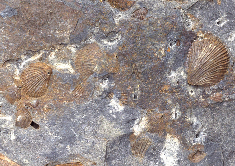 无人,横图,俯视,室内,特写,白天,石头,静物,贝壳,一块,阴影,遗迹,反射,纹路,化石,石子,纹理,影子,摄影,影棚,肌理,遗体,古生物,贝类外壳,海螺壳,软体动物外壳,石块,岩石,彩图,高角度拍摄,影棚拍摄,拍摄,双壳贝类,双壳纲