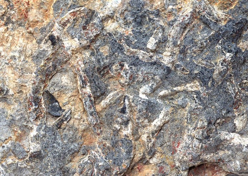 无人,横图,俯视,室内,特写,白天,石头,静物,一块,阴影,遗迹,反射,纹路,化石,石子,纹理,影子,海洋生物,无脊椎动物,摄影,影棚,腔肠动物,肌理,珊瑚虫,遗体,古生物,石块,岩石,彩图,高角度拍摄,影棚拍摄,拍摄