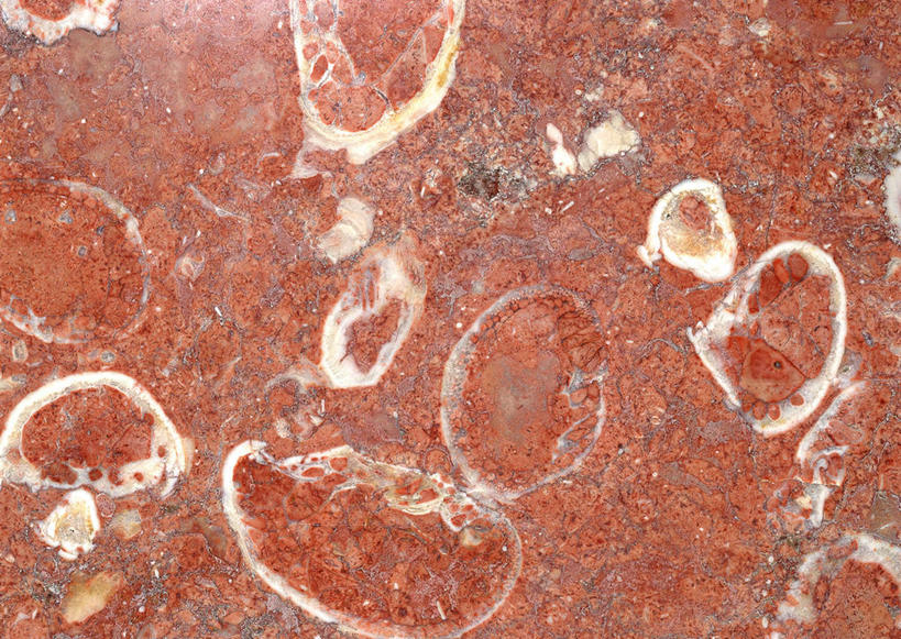 无人,横图,俯视,室内,特写,白天,石头,静物,贝壳,一块,阴影,遗迹,反射,纹路,化石,石子,纹理,影子,红色,摄影,影棚,肌理,遗体,古生物,贝类外壳,海螺壳,软体动物外壳,石块,岩石,彩图,高角度拍摄,影棚拍摄,拍摄,双壳贝类,双壳纲