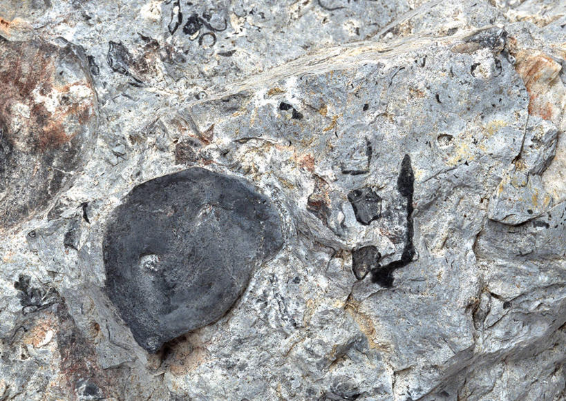 无人,横图,俯视,室内,特写,白天,石头,静物,一块,阴影,遗迹,反射,纹路,化石,石子,纹理,影子,海螺,海洋生物,黑色,摄影,影棚,软体动物,峨螺,水生动物,水生物,海底动物,肌理,遗体,古生物,石块,岩石,彩图,高角度拍摄,影棚拍摄,拍摄