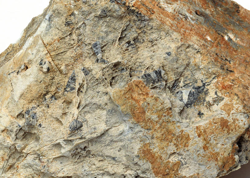 无人,横图,俯视,室内,特写,白天,石头,静物,一块,阴影,遗迹,反射,纹路,化石,蜗牛,石子,纹理,影子,动物,摄影,影棚,软体动物,肌理,遗体,古生物,石块,岩石,彩图,高角度拍摄,影棚拍摄,拍摄