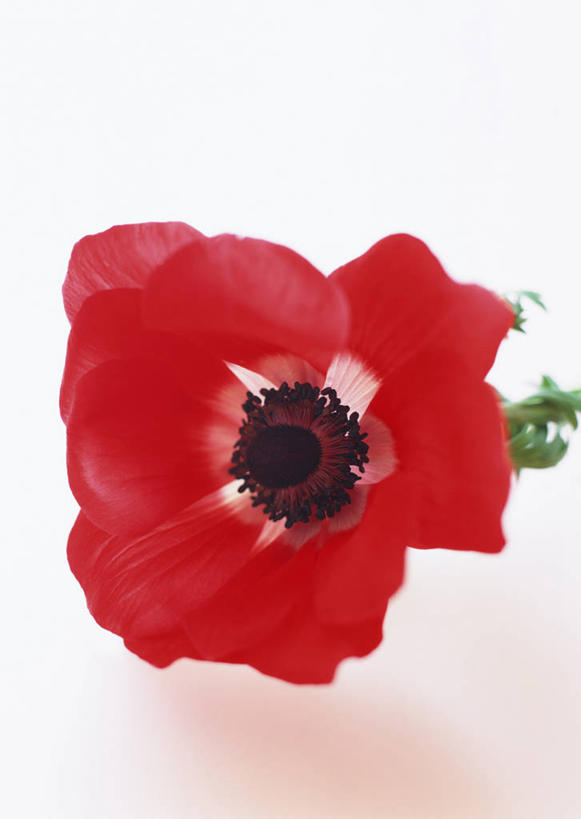 无人,竖图,室内,特写,白天,白色背景,正面,阴影,盛开,反射,影子,花蕾,花,花瓣,花朵,鲜花,红色,花苞,花蕊,摄影,银莲花,影棚,一支,银莲,复活节花,彩图,影棚拍摄,拍摄