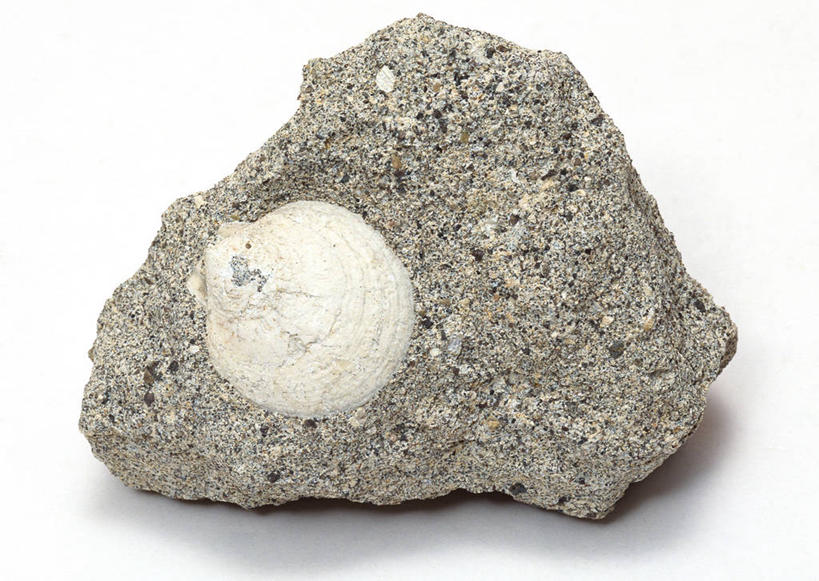 无人,横图,俯视,室内,特写,白天,白色背景,石头,桌子,静物,贝壳,一块,阴影,遗迹,反射,纹路,化石,石子,纹理,影子,摄影,影棚,肌理,遗体,古生物,贝类外壳,海螺壳,软体动物外壳,石块,岩石,彩图,高角度拍摄,影棚拍摄,拍摄,双壳贝类,双壳纲