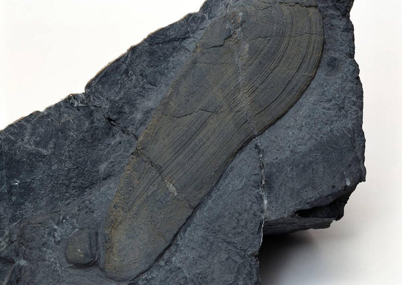 无人,横图,俯视,室内,特写,白天,白色背景,石头,桌子,静物,贝壳,一块,阴影,遗迹,反射,纹路,化石,石子,纹理,影子,黑色,摄影,影棚,肌理,遗体,古生物,贝类外壳,海螺壳,软体动物外壳,石块,岩石,彩图,高角度拍摄,影棚拍摄,拍摄,双壳贝类,双壳纲