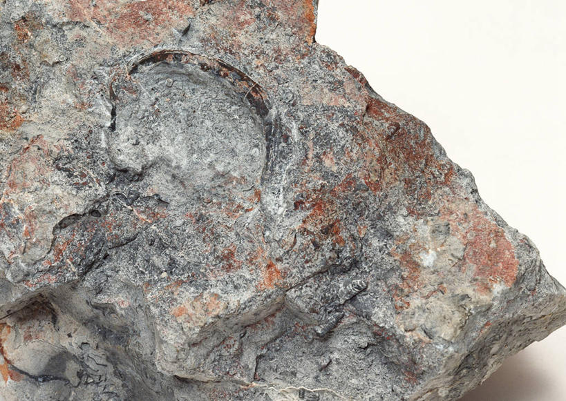 无人,横图,俯视,室内,特写,白天,白色背景,石头,桌子,静物,贝壳,一块,阴影,遗迹,反射,纹路,化石,石子,纹理,影子,摄影,影棚,肌理,遗体,古生物,贝类外壳,海螺壳,软体动物外壳,石块,岩石,彩图,高角度拍摄,影棚拍摄,拍摄,双壳贝类,双壳纲