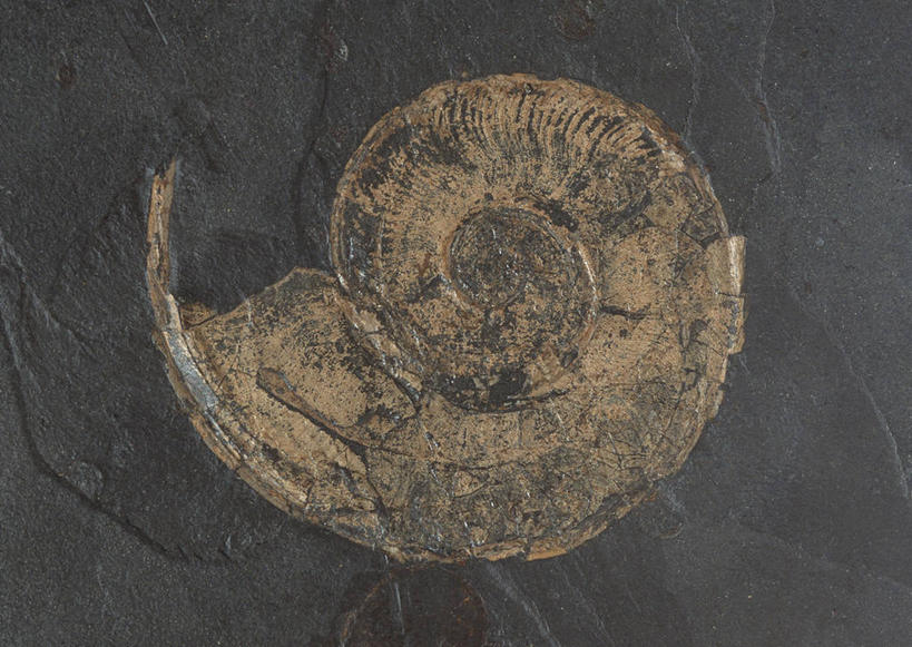 无人,横图,俯视,室内,特写,白天,石头,静物,贝壳,一块,阴影,遗迹,反射,纹路,化石,石子,纹理,影子,黑色,摄影,影棚,肌理,灭尽,灭绝,史前生物,遗体,菊石,古生物,贝类外壳,海螺壳,软体动物外壳,石块,岩石,彩图,高角度拍摄,影棚拍摄,拍摄