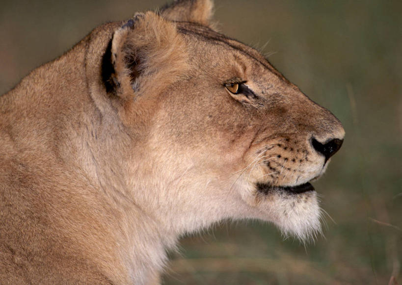 头,无人,横图,室外,特写,白天,侧面,旅游,度假,草地,草坪,美景,植物,哺乳动物,野生动物,狮子,非洲,肯尼亚,朦胧,模糊,景观,注视,娱乐,草,一只,绿色,自然,动物,观察,看,享受,休闲,景色,放松,观看,察看,国家公园,关注,自然风光,凶猛,阿非利加洲,肯尼亚共和国,马赛马拉国家公园,残暴,凶残,头部,半身,彩图