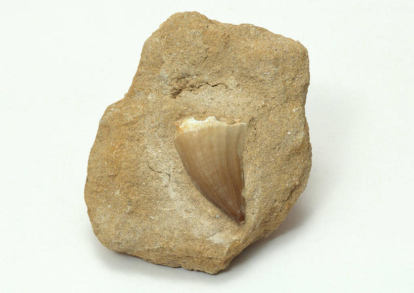 牙齿,无人,横图,俯视,室内,特写,白天,白色背景,石头,桌子,静物,一块,阴影,遗迹,反射,纹路,化石,石子,纹理,影子,摄影,恐龙,影棚,凶猛,肌理,灭尽,灭绝,沧龙,海王龙,节龙,瘤龙,史前动物,遗体,古生物,凶残,齿,牙,牙龈,石块,岩石,彩图,高角度拍摄,影棚拍摄,拍摄