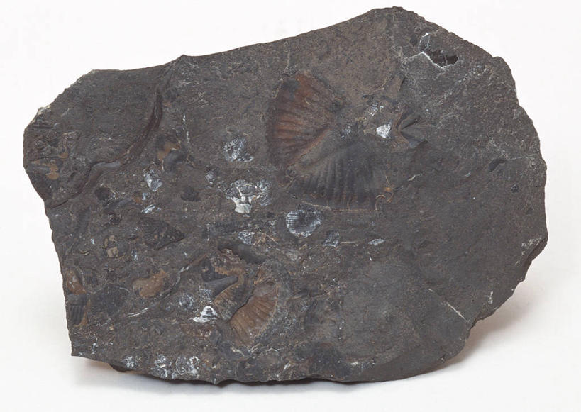 无人,横图,俯视,室内,特写,白天,白色背景,石头,桌子,静物,一块,阴影,遗迹,反射,纹路,化石,三叶虫,石子,纹理,影子,动物,摄影,影棚,节肢动物,肌理,灭尽,灭绝,史前生物,遗体,古生物,石块,岩石,彩图,高角度拍摄,影棚拍摄,拍摄