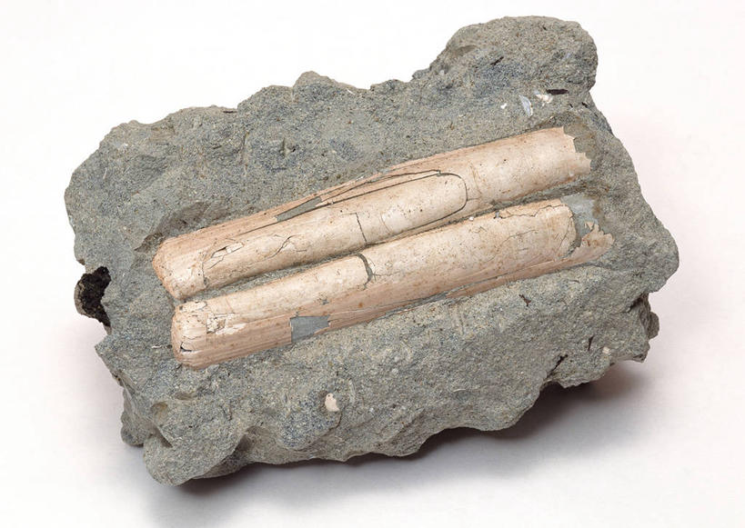 无人,横图,俯视,室内,特写,白天,白色背景,石头,桌子,静物,贝壳,一块,阴影,遗迹,反射,纹路,化石,石子,纹理,影子,摄影,影棚,肌理,遗体,古生物,贝类外壳,海螺壳,软体动物外壳,石块,岩石,彩图,高角度拍摄,影棚拍摄,拍摄,双壳贝类,双壳纲