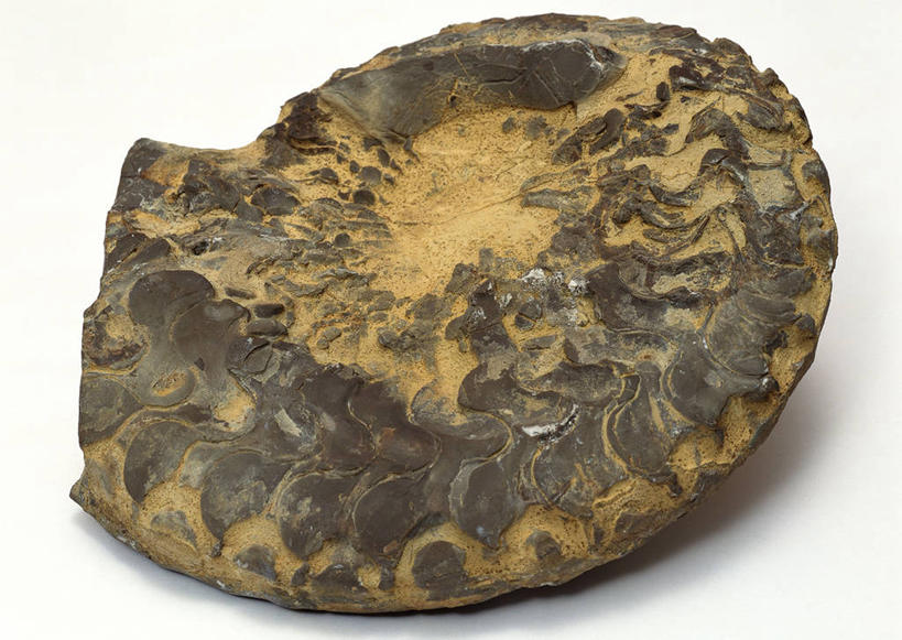 无人,横图,俯视,室内,特写,白天,白色背景,石头,桌子,静物,贝壳,一块,阴影,遗迹,反射,纹路,化石,石子,纹理,影子,摄影,影棚,肌理,灭尽,灭绝,史前生物,遗体,菊石,古生物,贝类外壳,海螺壳,软体动物外壳,石块,岩石,彩图,高角度拍摄,影棚拍摄,拍摄