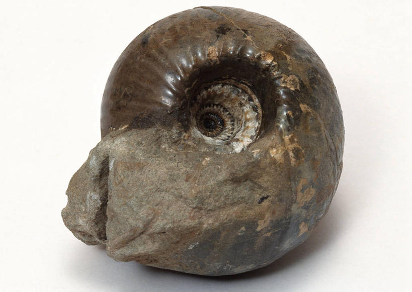 无人,横图,俯视,室内,特写,白天,白色背景,石头,桌子,静物,贝壳,一块,阴影,遗迹,反射,纹路,化石,石子,纹理,影子,摄影,影棚,肌理,灭尽,灭绝,史前生物,遗体,菊石,古生物,贝类外壳,海螺壳,软体动物外壳,石块,岩石,彩图,高角度拍摄,影棚拍摄,拍摄