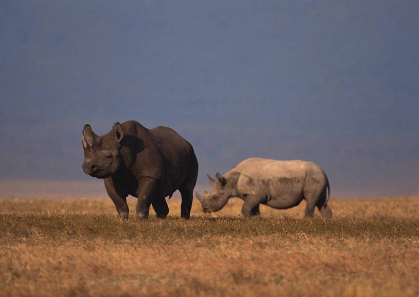 无人,走,横图,室外,白天,正面,旅游,度假,草地,草原,草坪,美景,植物,野生动物,非洲,坦桑尼亚,阴影,枯萎,光线,影子,荒野,景观,旷野,热带,注视,娱乐,草,蓝色,蓝天,天空,阳光,自然,动物,天,观察,看,两只,享受,休闲,景色,放松,晴朗,观看,死亡,察看,关注,自然风光,原野,荒原,凶猛,黑犀,黑犀牛,万里无云,东非,坦桑尼亚联合共和国,枯败,残暴,凶残,晴空,晴空万里,犀牛,步行,散步,走路,彩图,全身