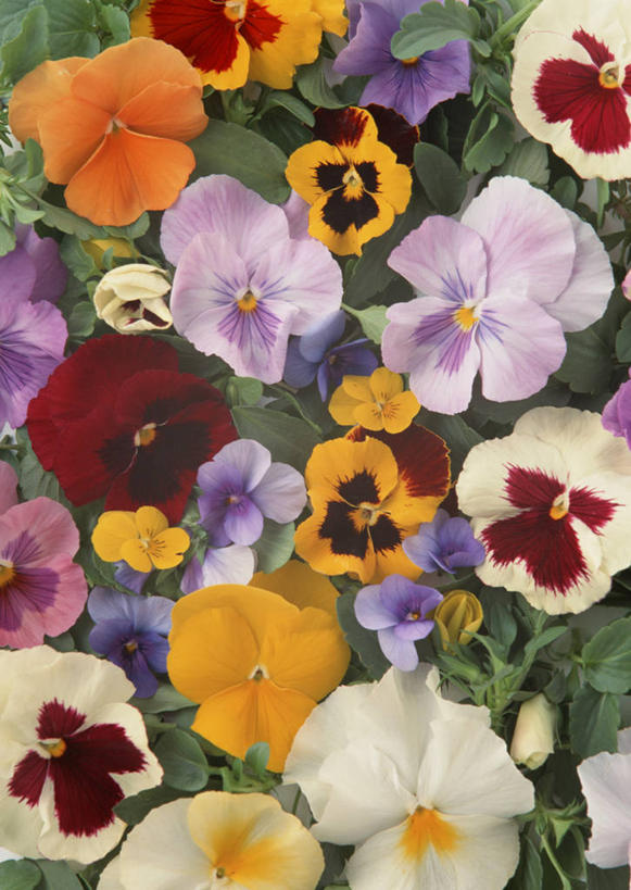 无人,竖图,俯视,室内,特写,白天,快乐,植物,叶子,一堆,许多,堆叠,堆积,盛开,纹理,三色堇,绿叶,很多,花蕾,花,花瓣,花朵,鲜花,绿色,蝴蝶花,花苞,花蕊,嫩叶,沉思,堆,肌理,三色堇菜,人面花,猫脸花,阳蝶花,鬼脸花,猫儿脸,思念,叶,叶片,叶脉,彩图,高角度拍摄