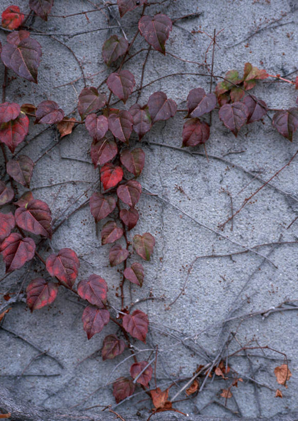 无人,竖图,室内,特写,白天,正面,建材,建筑,静物,叶子,材料,混凝土,长春藤,常春藤,枯叶,落叶,水泥,建造,永恒,不朽,忠实,洋常春藤,叶,叶片,彩图,常青藤