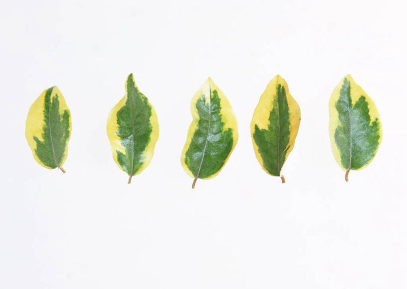 无人,横图,室内,特写,白天,白色背景,正面,植物,叶子,一排,整齐,纹理,绿叶,五片,排列,黄色,绿色,嫩叶,摄影,影棚,队列,肌理,叶,叶片,叶脉,彩图,影棚拍摄,拍摄