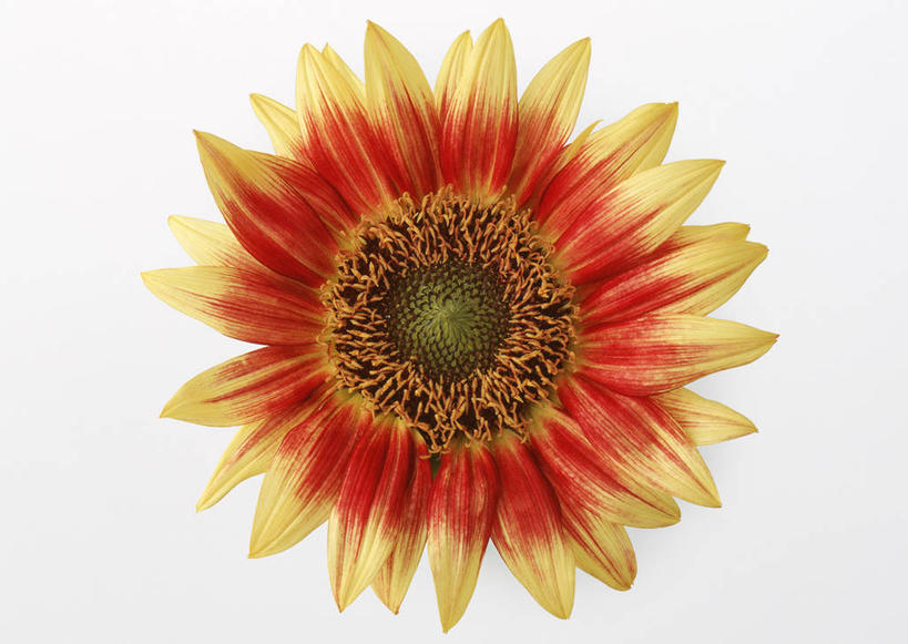 无人,横图,室内,特写,白天,白色背景,正面,爱情,幸福,太阳,向日葵,盛开,花蕾,花,花瓣,花朵,鲜花,一朵,黄色,花苞,花蕊,摄影,影棚,光辉,沉默,忠诚,长寿,勇敢,投缘,爱慕,高傲,朝阳花,葵花,望日莲,向阳花,转日莲,彩图,影棚拍摄,拍摄