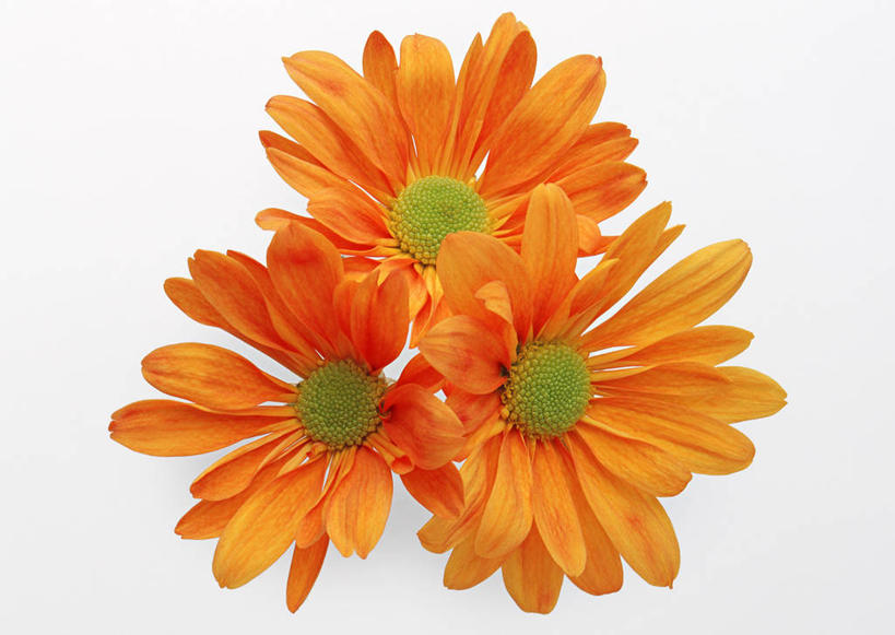 无人,横图,室内,特写,白天,白色背景,正面,三朵,盛开,非洲菊,花蕾,花,花瓣,花朵,鲜花,花苞,花蕊,橙色,菊花,摄影,影棚,扶郎花,灯盏花,千日菊,彩图,影棚拍摄,拍摄