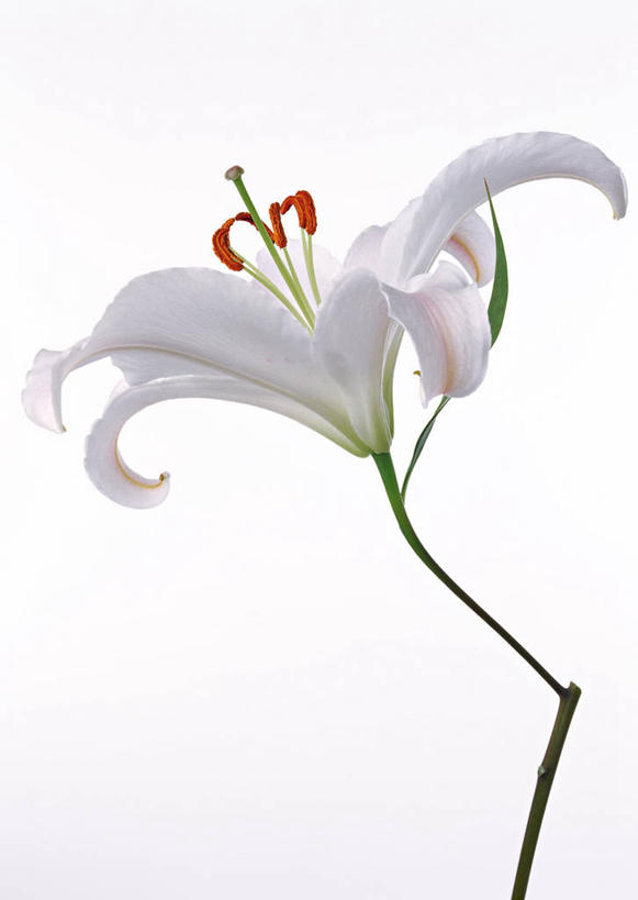 无人,竖图,室内,特写,白天,白色背景,正面,百合花,盛开,花蕾,花,花瓣,花朵,鲜花,一朵,白色,花苞,花蕊,摄影,影棚,强瞿,百合蒜,倒仙,番韭,山丹,彩图,影棚拍摄,拍摄