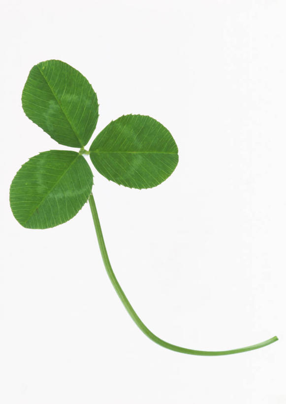 无人,竖图,室内,特写,白天,白色背景,正面,爱情,自由,幸福,植物,叶子,一片,新鲜,纹理,三叶草,绿叶,绿色,嫩叶,摄影,影棚,青春,希望,生命,和平,安详,车轴草,苜蓿,肌理,统一,冷色,团结,叶,叶片,叶脉,彩图,影棚拍摄,拍摄