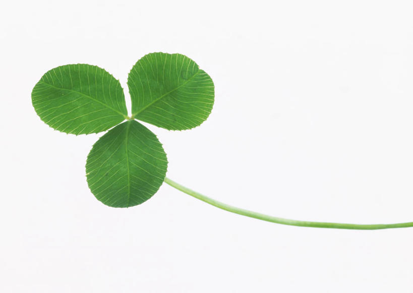 无人,横图,室内,特写,白天,白色背景,正面,爱情,自由,幸福,植物,叶子,一片,新鲜,纹理,三叶草,绿叶,绿色,嫩叶,摄影,影棚,青春,希望,生命,和平,安详,车轴草,苜蓿,肌理,统一,冷色,团结,叶,叶片,叶脉,彩图,影棚拍摄,拍摄