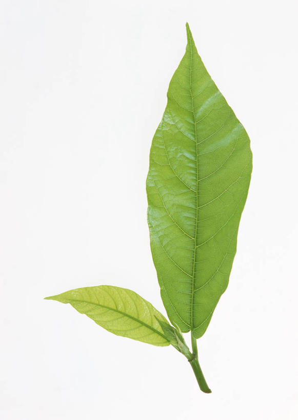 无人,竖图,室内,特写,白天,白色背景,正面,植物,叶子,两片,新鲜,纹理,绿叶,绿色,嫩叶,摄影,影棚,青春,生命,和平,安详,肌理,冷色,叶,叶片,叶脉,彩图,影棚拍摄,拍摄,无花果叶