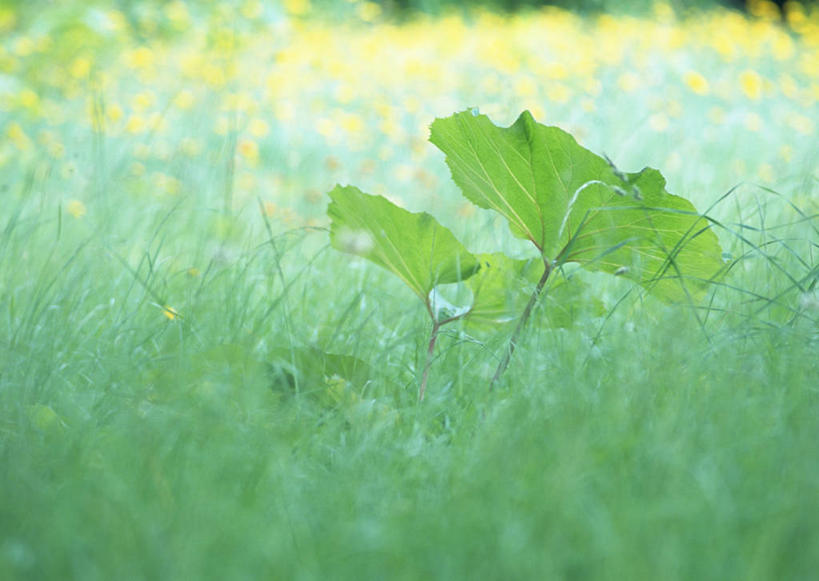 无人,横图,室外,特写,白天,正面,草地,草坪,美景,植物,叶子,阴影,朦胧,模糊,光线,纹理,影子,景观,绿叶,草,绿色,阳光,自然,嫩叶,景色,自然风光,坚持,耧斗菜,肌理,猫爪花,叶,叶片,叶脉,彩图