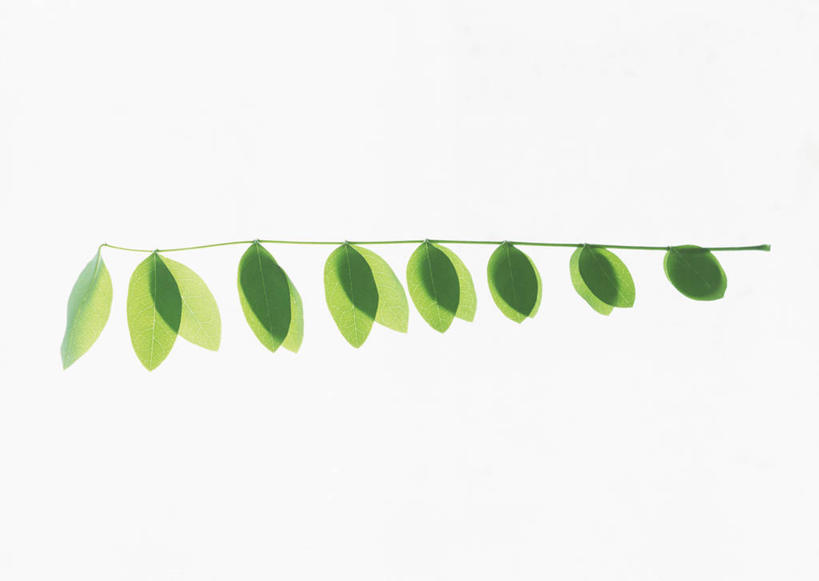 无人,横图,室内,特写,白天,白色背景,正面,植物,叶子,一排,许多,新鲜,整齐,并列,并排,纹理,绿叶,很多,排列,绿色,嫩叶,摄影,洋槐,影棚,青春,刺槐,生命,队列,和平,安详,平行,肌理,冷色,叶,叶片,叶脉,彩图,影棚拍摄,拍摄