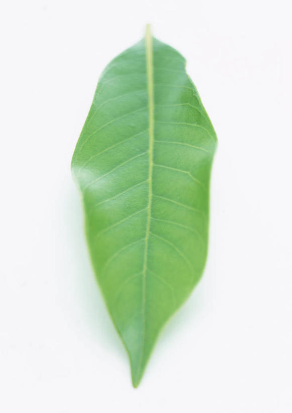 无人,竖图,室内,特写,白天,白色背景,正面,植物,叶子,一片,新鲜,纹理,绿叶,绿色,嫩叶,摄影,影棚,青春,生命,橡树,和平,安详,肌理,冷色,沼生橡树,叶,叶片,叶脉,彩图,影棚拍摄,拍摄