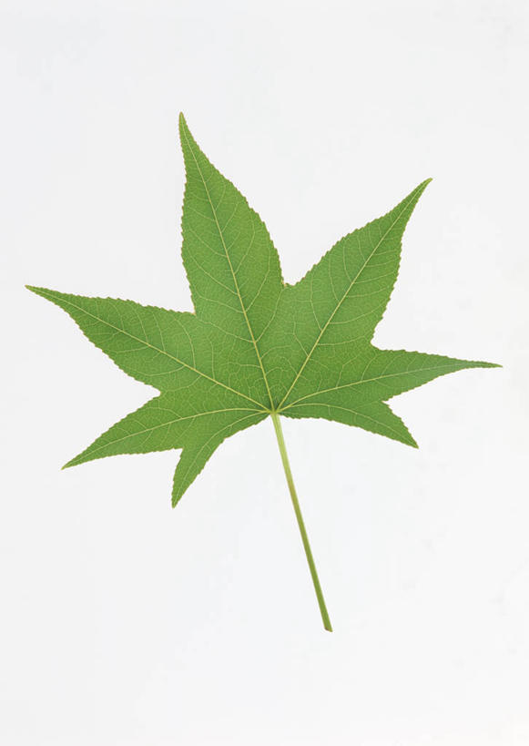 无人,竖图,室内,特写,白天,白色背景,正面,植物,叶子,一片,纹理,绿叶,绿色,嫩叶,摄影,影棚,肌理,枫香,叶,叶片,叶脉,枫香树,彩图,影棚拍摄,拍摄