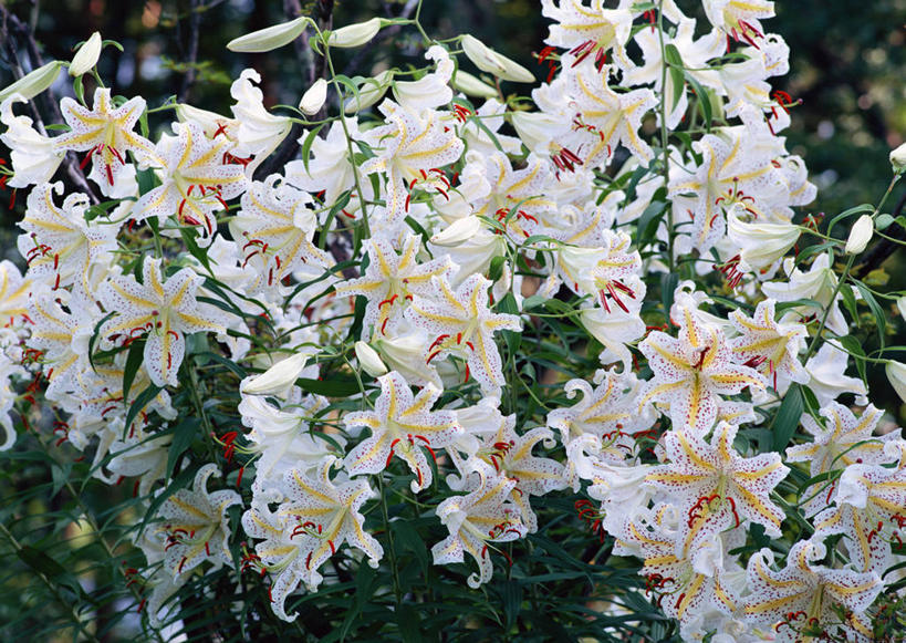 无人,横图,俯视,室外,特写,白天,旅游,度假,花海,花圃,美景,植物,百合花,叶子,日本,亚洲,朦胧,模糊,盛开,景观,花蕾,娱乐,花,花瓣,花朵,花卉,鲜花,绿色,白色,自然,花丛,花束,花田,花苞,花蕊,享受,休闲,景色,放松,自然风光,东亚,本州,本州岛,日本国,中国地方,强瞿,冈山,冈山县,百合蒜,倒仙,番韭,山丹,彩图,高角度拍摄,真庭,真庭市