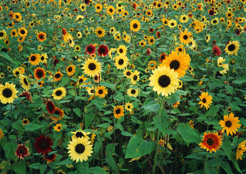 无人,横图,俯视,室外,特写,白天,爱情,旅游,度假,幸福,花海,花圃,美景,太阳,植物,向日葵,叶子,日本,亚洲,盛开,景观,绿叶,花蕾,娱乐,花,花瓣,花朵,花卉,鲜花,黄色,红色,绿色,自然,花丛,花束,花田,花苞,花蕊,享受,休闲,嫩叶,景色,放松,自然风光,光辉,东亚,沉默,忠诚,本州,本州岛,日本国,中部地方,山梨,山梨县,勇敢,投缘,爱慕,高傲,朝阳花,葵花,望日莲,向阳花,转日莲,叶,叶片,彩图,高角度拍摄,南都留郡,山中湖村