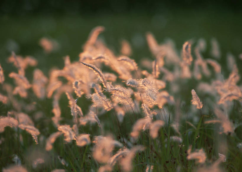 无人,横图,室外,特写,白天,正面,草地,草坪,美景,植物,日本,亚洲,阴影,朦胧,模糊,光线,影子,景观,草,绿色,阳光,自然,景色,自然风光,东亚,日本国,九州本岛,九州,九州岛,九州地方,宫崎,宫崎县,彩图