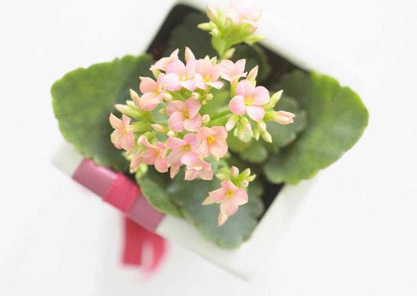 无人,横图,俯视,室内,特写,白天,白色背景,许多,阴影,装饰,盛开,反射,丝绸,丝带,影子,缎带,花蕾,绸带,花,花瓣,花朵,鲜花,粉色,花苞,花蕊,摄影,影棚,华丽,修饰,点缀,吉利,衬托,美观,雅致,雅观,长寿,长寿花,圣诞伽蓝菜,寿星花,矮生伽蓝菜,彩图,高角度拍摄,影棚拍摄,拍摄