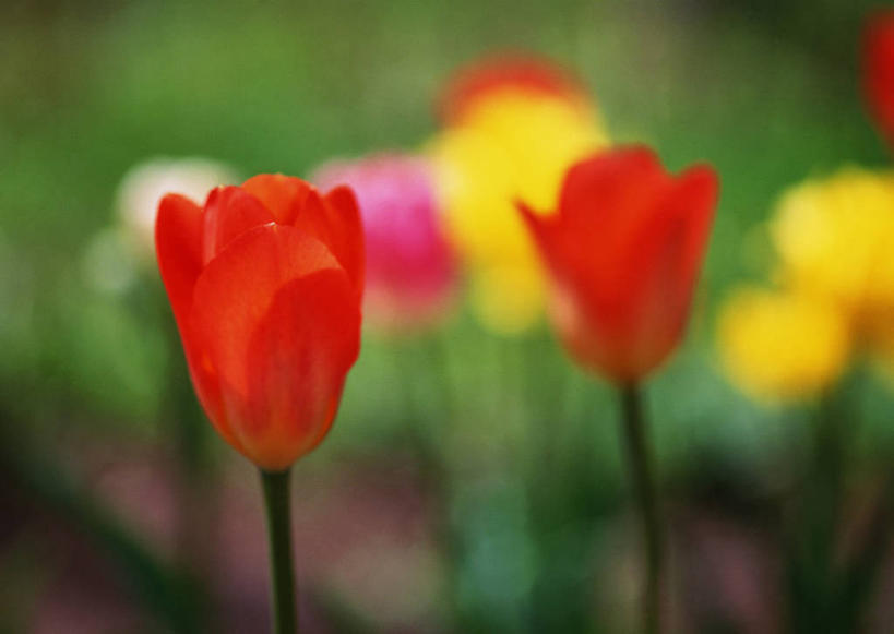 无人,横图,俯视,室外,特写,白天,爱情,旅游,度假,花海,花圃,美景,植物,郁金香,叶子,北海道,日本,亚洲,朦胧,模糊,盛开,景观,祝福,花蕾,娱乐,花,花瓣,花朵,花卉,鲜花,黄色,红色,绿色,白色,自然,花丛,花束,花田,花苞,花蕊,享受,休闲,景色,放松,表白,自然风光,荣誉,东亚,札幌,日本国,北海道地方,北海道岛,永恒,县厅,郁香,洋荷花,草麝香,彩图,高角度拍摄,圆山公园,札幌市